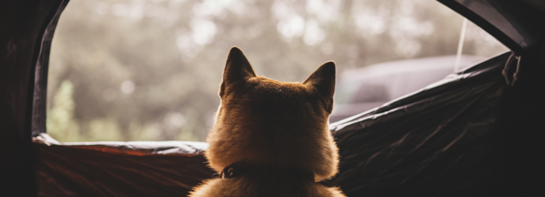 Hund guckt aus einem offenen Zeltfenster in die Ferne