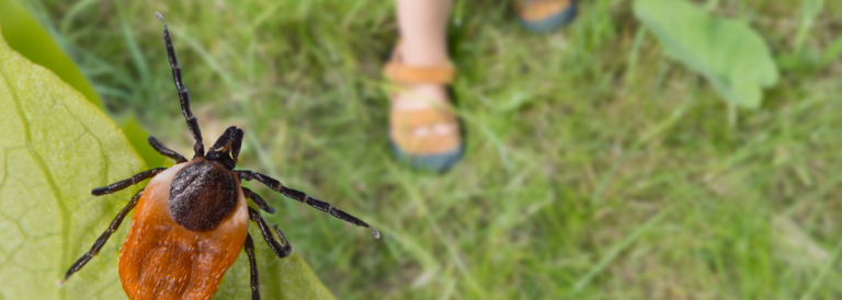 Gefährliche Hirschziegel und kleine Kinderbeine in Sommerschuhen auf Gras. Ixodes ricinus. Parasit versteckt auf grünem Blatt und kleine Mädchen Füße in Sandalen auf Rasen.